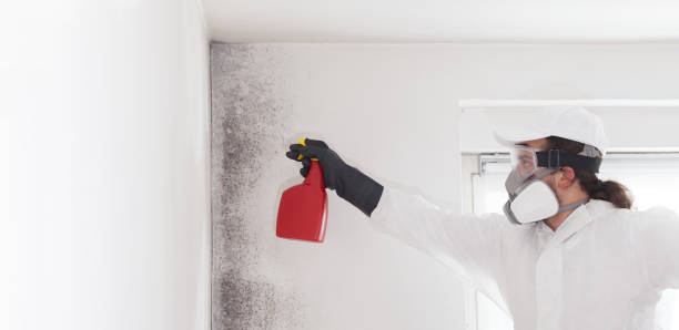 Best Affordable Mold Removal  in Orchards, WA