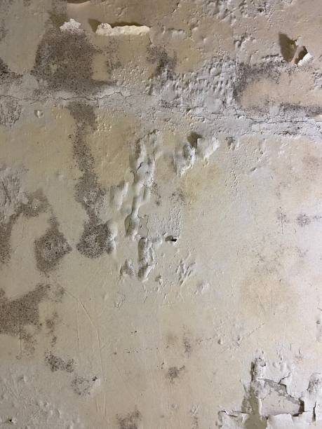 Office Mold Removal Services in Orchards, WA