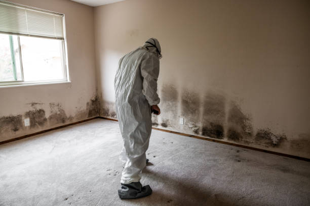Best Attic Mold Removal  in Orchards, WA