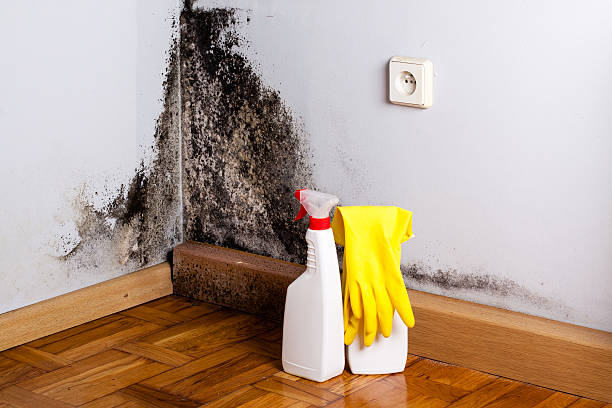 Best Professional Mold Removal  in Orchards, WA