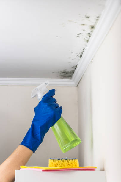 Best Best Mold Removal Companies  in Orchards, WA